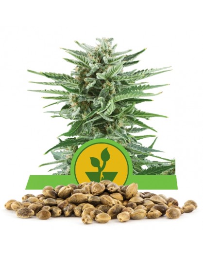 Queen Royal Seeds Easy Bud Bulk 100 szt...