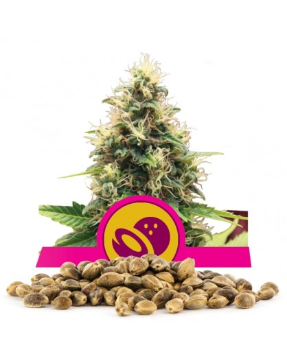 Royal Queen Seeds Somango XL Bulk 100 szt...