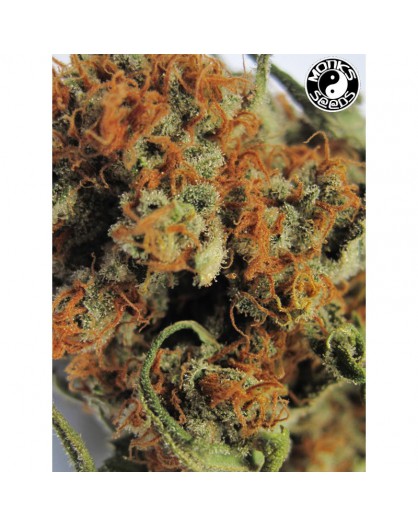 Auto Cheese Monks - Monks Seeds..