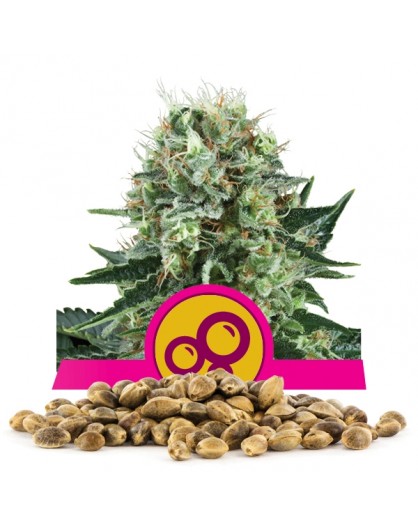 Royal Queen Seeds Bubble Kush Bulk 100 szt...