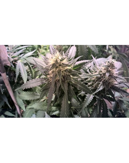 Blueberry Cheesecake - 1 szt FEMALESEEDS..